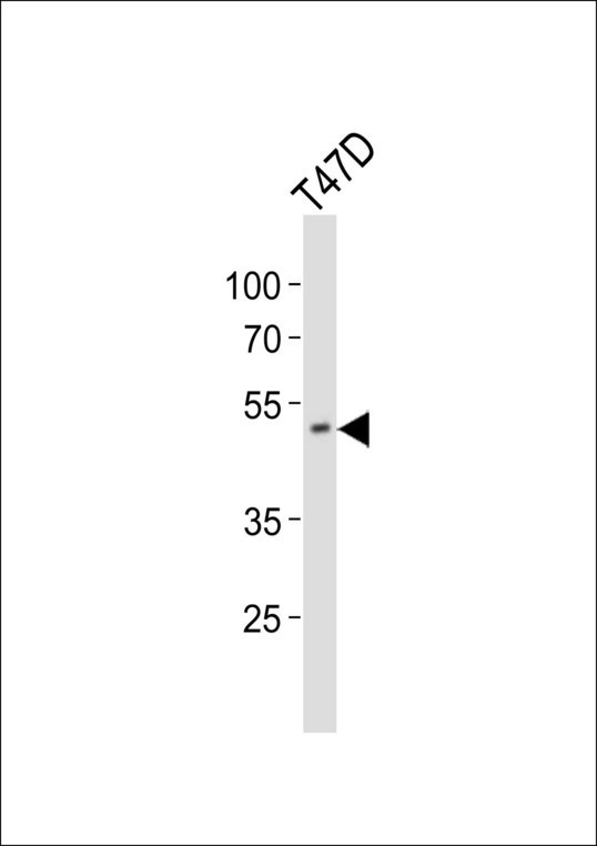 HOXA10 Antibody - Western blot of lysate from T47D cell line, using HOXA10 Antibody. Antibody was diluted at 1:1000. A goat anti-rabbit IgG H&L (HRP) at 1:10000 dilution was used as the secondary antibody. Lysate at 20ug.