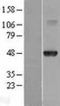 HOXA10 Protein - Western validation with an anti-DDK antibody * L: Control HEK293 lysate R: Over-expression lysate