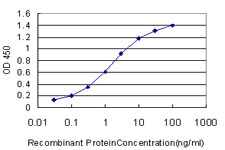 HOXA11 Antibody - Detection limit for recombinant GST tagged HOXA11 is approximately 0.03 ng/ml as a capture antibody.