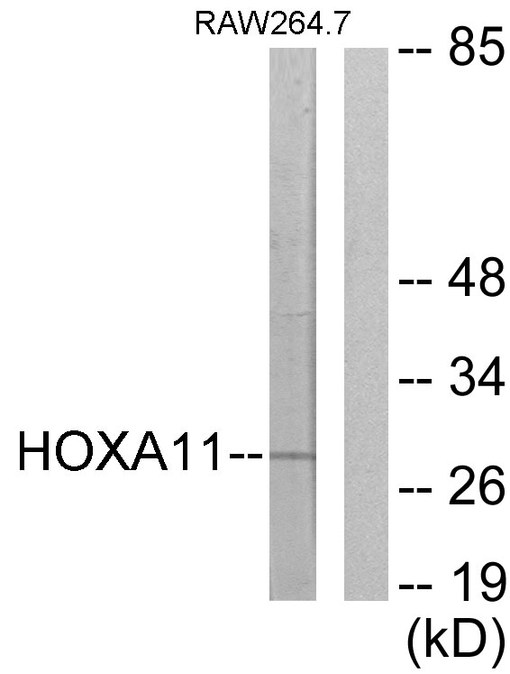 HOXA11+HOXD11 Antibody - Western blot analysis of lysates from RAW264.7 cells, using HOXA11/D11 Antibody. The lane on the right is blocked with the synthesized peptide.