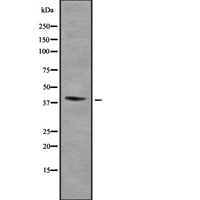 HOXA2 Antibody - Western blot analysis of HOXA2 using HepG2 whole cells lysates