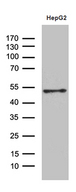 HOXA3 Antibody - Western blot analysis of extracts. (35ug) from HepG2 cell line by using anti-HOXA3 monoclonal antibody. (1:500)