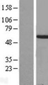 HOXA3 Protein - Western validation with an anti-DDK antibody * L: Control HEK293 lysate R: Over-expression lysate