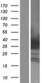 HOXA4 Protein - Western validation with an anti-DDK antibody * L: Control HEK293 lysate R: Over-expression lysate
