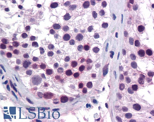HOXA5 Antibody - Anti-HOXA5 antibody IHC of human testis. Immunohistochemistry of formalin-fixed, paraffin-embedded tissue after heat-induced antigen retrieval. Antibody concentration 5 ug/ml.  This image was taken for the unconjugated form of this product. Other forms have not been tested.