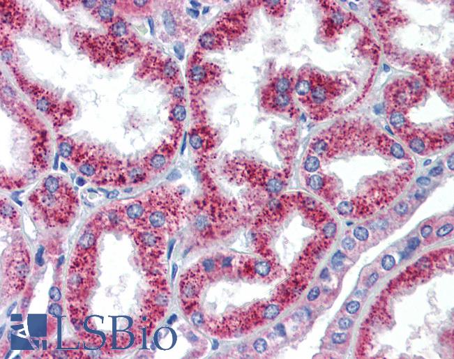 HOXA5 Antibody - Anti-HOXA5 antibody IHC of human kidney. Immunohistochemistry of formalin-fixed, paraffin-embedded tissue after heat-induced antigen retrieval. Antibody concentration 5 ug/ml.  This image was taken for the unconjugated form of this product. Other forms have not been tested.