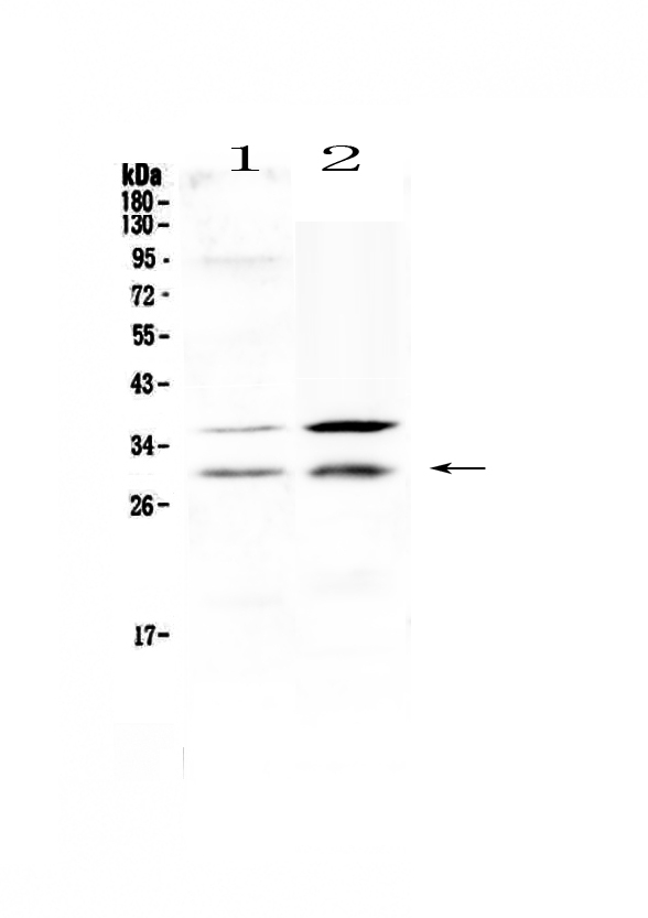 HOXA5 Antibody - Western blot - Anti-HOXA5 Picoband antibody