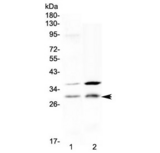 HOXA5 Antibody - Western blot testing of human 1) placenta and 2) HeLa cell lysate with HOXA5 antibody at 0.5ug/ml. Predicted molecular weight ~29 kDa.