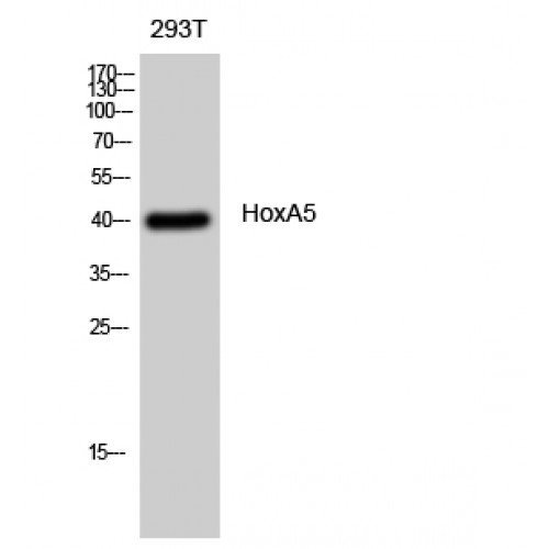 HOXA5 Antibody - Western blot of HoxA5 antibody