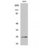 HOXA6 Antibody - Western blot of HoxA6 antibody