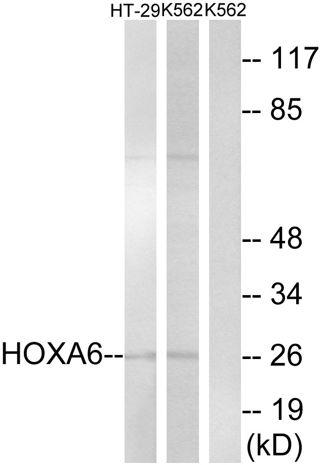 HOXA6 Antibody - Western blot analysis of lysates from HT-29 and K562 cells, using HOXA6 Antibody. The lane on the right is blocked with the synthesized peptide.
