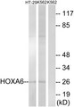 HOXA6 Antibody - Western blot analysis of lysates from HT-29 and K562 cells, using HOXA6 Antibody. The lane on the right is blocked with the synthesized peptide.