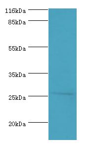 HOXA6 Antibody - Western blot. All lanes: HOXA6 antibody at 2 ug/ml+mouse heart tissue. Secondary antibody: goat polyclonal to rabbit at 1:10000 dilution. Predicted band size: 26 kDa. Observed band size: 26 kDa.  This image was taken for the unconjugated form of this product. Other forms have not been tested.