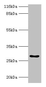 HOXA6 Antibody - Western blot All lanes: HOXA6 antibody at 2µg/ml + Mouse heart tissue Secondary Goat polyclonal to rabbit IgG at 1/10000 dilution Predicted band size: 26 kDa Observed band size: 26 kDa