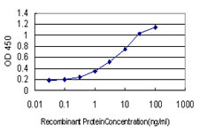 HOXA7 Antibody - Detection limit for recombinant GST tagged HOXA7 is approximately 0.1 ng/ml as a capture antibody.