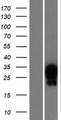 HOXA7 Protein - Western validation with an anti-DDK antibody * L: Control HEK293 lysate R: Over-expression lysate