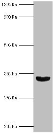 HOXB1 Antibody - Western blot All lanes: Homeobox protein Hox-B1 antibody at 9µg/ml + Mouse liver tissue Secondary Goat polyclonal to rabbit IgG at 1/10000 dilution Predicted band size: 33, 25 kDa Observed band size: 33 kDa