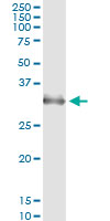 HOXB1 Antibody - Immunoprecipitation of HOXB1 transfected lysate using anti-HOXB1 monoclonal antibody and Protein A Magnetic Bead.