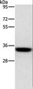 HOXB13 Antibody - Western blot analysis of PC3 cell, using HOXB13 Polyclonal Antibody at dilution of 1:800.