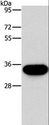HOXB13 Antibody - Western blot analysis of PC3 cell, using HOXB13 Polyclonal Antibody at dilution of 1:900.