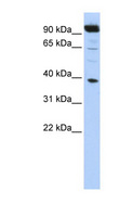 HOXB2 Antibody - HOXB2 antibody Western blot of HepG2 cell lysate. This image was taken for the unconjugated form of this product. Other forms have not been tested.
