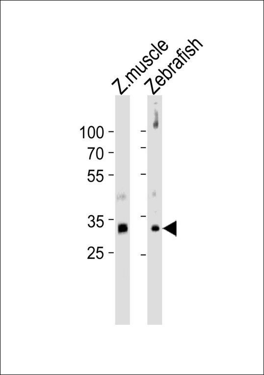 HOXB5 Antibody - Western blot of lysates from zebra fish muscle, Zebrafish tissue lysate (from left to right), using DANRE HOXD4 Antibody. Antibody was diluted at 1:1000 at each lane. A goat anti-rabbit IgG H&L (HRP) at 1:10000 dilution was used as the secondary antibody. Lysates at 35ug per lane.