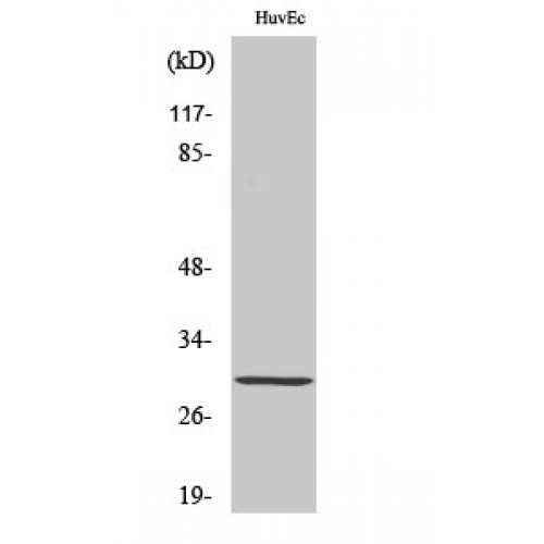 HOXB5 Antibody - Western blot of HoxB5 antibody