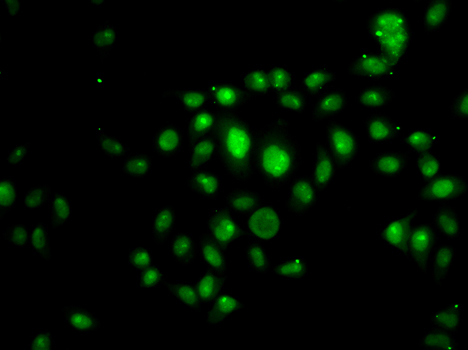 HOXB7 Antibody - Immunofluorescence analysis of U20S cells.