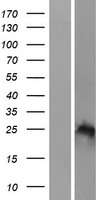 HOXB7 Protein - Western validation with an anti-DDK antibody * L: Control HEK293 lysate R: Over-expression lysate