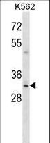 HOXB8 Antibody - Mouse Hoxb8 Antibody western blot of K562 cell line lysates (35 ug/lane). The Hoxb8 antibody detected the Hoxb8 protein (arrow).