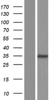 HOXB9 Protein - Western validation with an anti-DDK antibody * L: Control HEK293 lysate R: Over-expression lysate