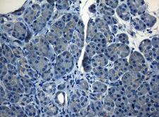 HOXC10 Antibody - Immunohistochemical staining of paraffin-embedded Human pancreas tissue within the normal limits using anti-HOXC10 mouse monoclonal antibody. (Heat-induced epitope retrieval by 1mM EDTA in 10mM Tris buffer. (pH8.5) at 120°C for 3 min. (1:150)