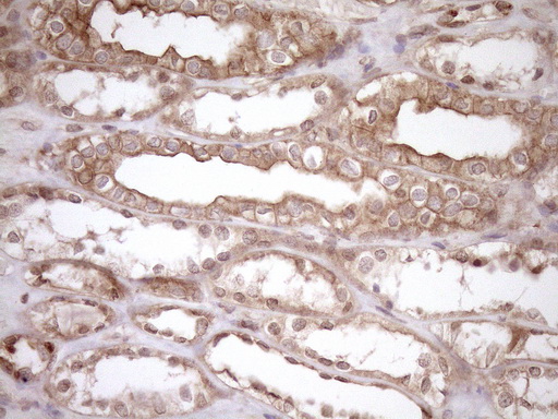 HOXC10 Antibody - Immunohistochemical staining of paraffin-embedded Human Kidney tissue within the normal limits using anti-HOXC10 mouse monoclonal antibody. (Heat-induced epitope retrieval by 1mM EDTA in 10mM Tris buffer. (pH8.5) at 120°C for 3 min. (1:150)