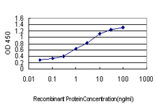 HOXC10 Antibody - Detection limit for recombinant GST tagged HOXC10 is approximately 0.03 ng/ml as a capture antibody.