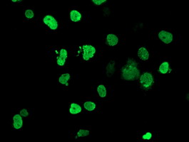 HOXC11 Antibody - Anti-HOXC11 mouse monoclonal antibody immunofluorescent staining of COS7 cells transiently transfected by pCMV6-ENTRY HOXC11.