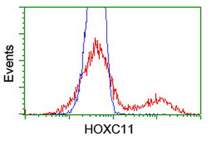 HOXC11 Antibody - HEK293T cells transfected with either overexpress plasmid (Red) or empty vector control plasmid (Blue) were immunostained by anti-HOXC11 antibody, and then analyzed by flow cytometry.