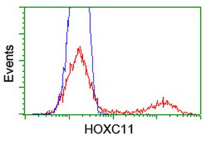 HOXC11 Antibody - HEK293T cells transfected with either overexpress plasmid (Red) or empty vector control plasmid (Blue) were immunostained by anti-HOXC11 antibody, and then analyzed by flow cytometry.