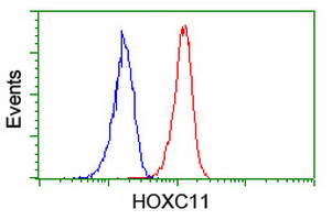 HOXC11 Antibody - Flow cytometry of Jurkat cells, using anti-HOXC11 antibody (Red), compared to a nonspecific negative control antibody (Blue).
