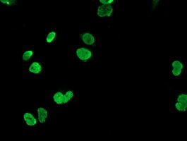 HOXC11 Antibody - Anti-HOXC11 mouse monoclonal antibody immunofluorescent staining of COS7 cells transiently transfected by pCMV6-ENTRY HOXC11.