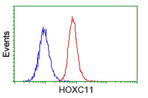 HOXC11 Antibody - Flow cytometry of HeLa cells, using anti-HOXC11 antibody (Red), compared to a nonspecific negative control antibody (Blue).