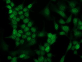 HOXC11 Antibody - Immunofluorescent staining of HeLa cells using anti-HOXC11 mouse monoclonal antibody.