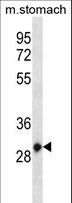 HOXC12 Antibody - Mouse Hoxc12 Antibody western blot of mouse stomach tissue lysates (35 ug/lane). The Hoxc12 antibody detected the Hoxc12 protein (arrow).