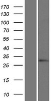 HOXC12 Protein - Western validation with an anti-DDK antibody * L: Control HEK293 lysate R: Over-expression lysate