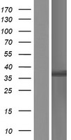 HOXC13 Protein - Western validation with an anti-DDK antibody * L: Control HEK293 lysate R: Over-expression lysate