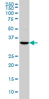 HOXC4 Antibody - HOXC4 monoclonal antibody (M01), clone 1E9 Western Blot analysis of HOXC4 expression in A-549.