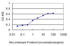 HOXC4 Antibody - Detection limit for recombinant GST tagged HOXC4 is approximately 0.1 ng/ml as a capture antibody.