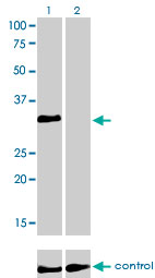 HOXC4 Antibody - Western blot analysis of HOXC4 over-expressed 293 cell line, cotransfected with HOXC4 Validated Chimera RNAi (Lane 2) or non-transfected control (Lane 1). Blot probed with HOXC4 monoclonal antibody (M01), clone 1E9 . GAPDH ( 36.1 kDa ) used as specificity and loading control.