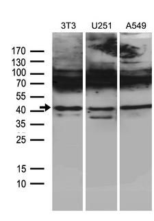 HOXC4 Antibody - Western blot analysis of extracts. (35ug) from 3 different cell lines by using anti-HOXC4 monoclonal antibody. (1:500)