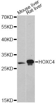 HOXC4 Antibody - Western blot analysis of extracts of various cell lines, using HOXC4 antibody at 1:3000 dilution. The secondary antibody used was an HRP Goat Anti-Rabbit IgG (H+L) at 1:10000 dilution. Lysates were loaded 25ug per lane and 3% nonfat dry milk in TBST was used for blocking. An ECL Kit was used for detection and the exposure time was 90s.