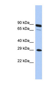 HOXC5 Antibody - HOXC5 antibody Western blot of THP-1 cell lysate. This image was taken for the unconjugated form of this product. Other forms have not been tested.